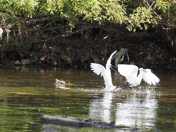 コサギ 淀川河川公園 2022年10月30日(日)