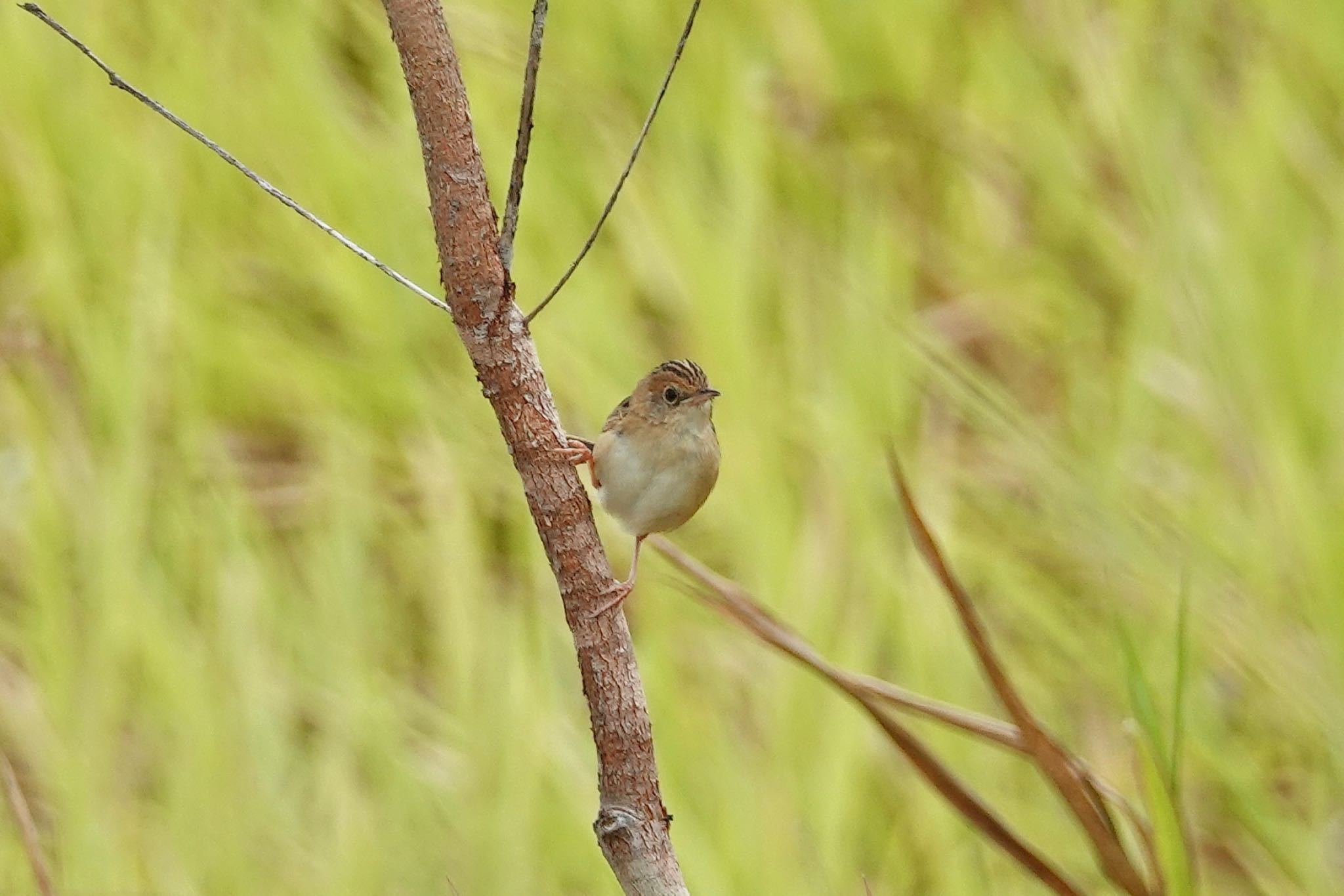 Golden-headed Cisticola