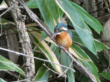 2022年10月30日(日) 舞岡公園の野鳥観察記録