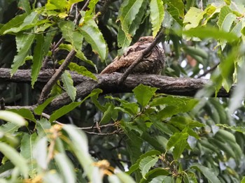 Grey Nightjar Osaka Tsurumi Ryokuchi Sun, 10/30/2022