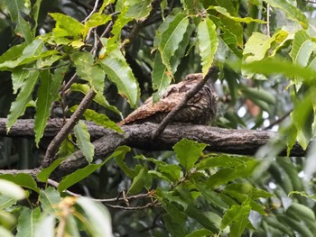 Grey Nightjar Osaka Tsurumi Ryokuchi Sun, 10/30/2022