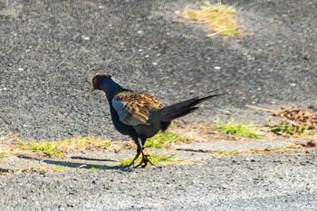 キジ 佐賀県唐津市 2016年2月11日(木)