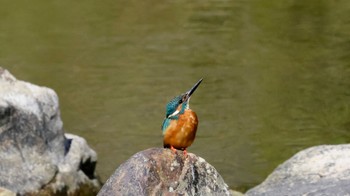 Common Kingfisher 武田尾 Sun, 10/30/2022