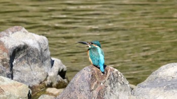 Common Kingfisher 武田尾 Sun, 10/30/2022