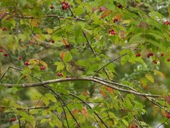 Narcissus Flycatcher 御胎内清宏園 Sun, 10/9/2022