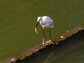 コサギ 大池親水公園 2022年10月30日(日)