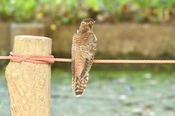 Oriental Cuckoo Mizumoto Park Sat, 10/29/2022