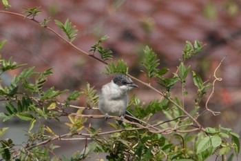 2022年10月30日(日) 水元公園の野鳥観察記録