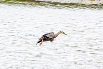 カルガモ 稲葉池 2022年10月5日(水)