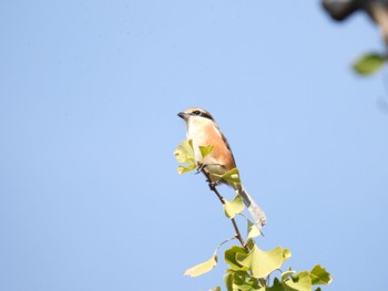 Bull-headed Shrike Osaka castle park Sun, 10/30/2022