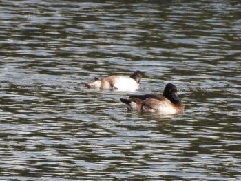 Tufted Duck Osaka castle park Sun, 10/30/2022