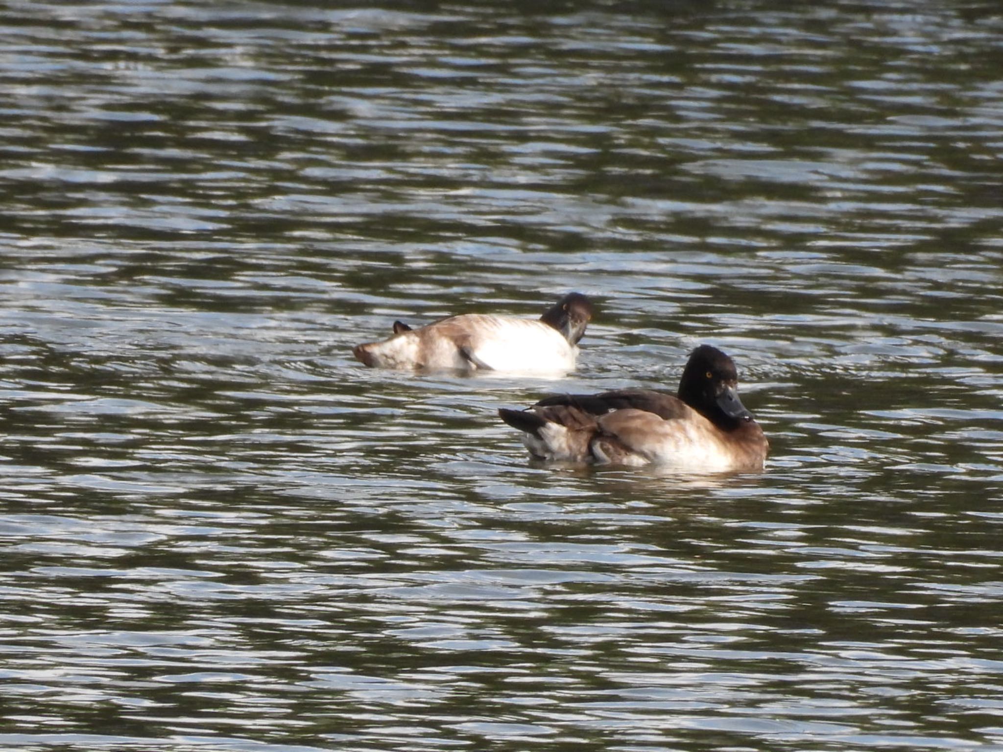 Photo of Tufted Duck at Osaka castle park by Yukarich