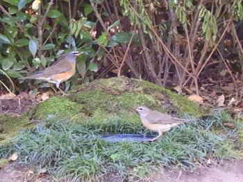 Eyebrowed Thrush Osaka castle park Sun, 10/30/2022