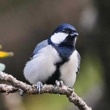 Great Tit 九龍公園 Fri, 10/28/2022