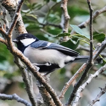 Great Tit 九龍公園 Fri, 10/28/2022