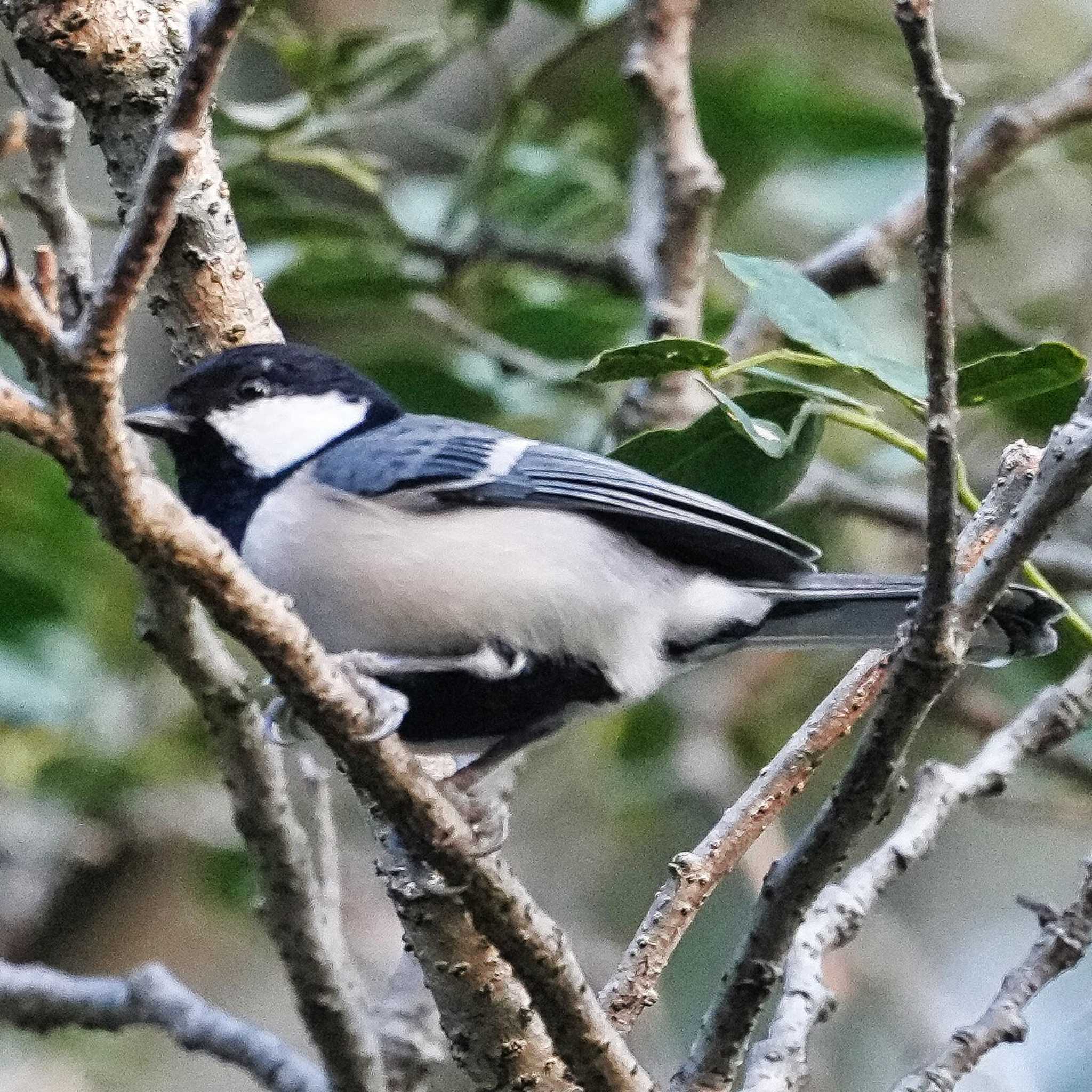 Photo of Great Tit at 九龍公園 by span265