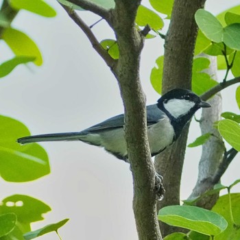 Great Tit 九龍公園 Fri, 10/28/2022