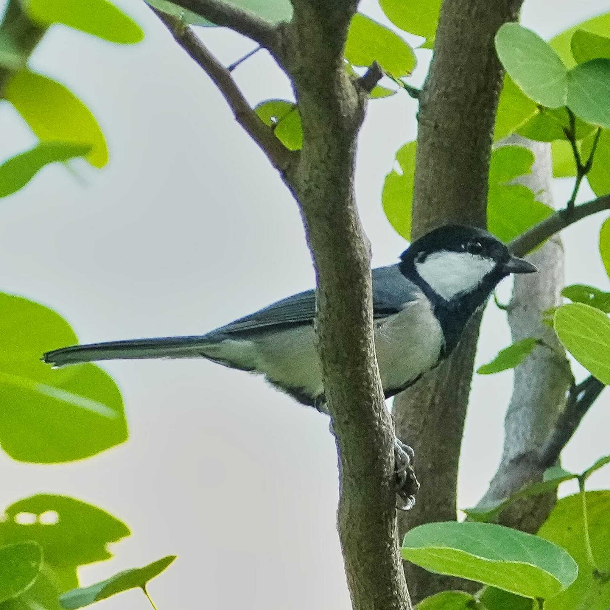 Great Tit