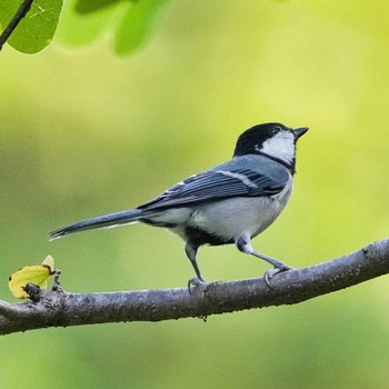 Great Tit 九龍公園 Fri, 10/28/2022