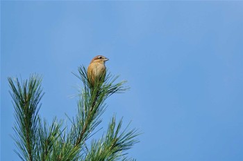 モズ 三重県上野森林公園 2022年10月30日(日)