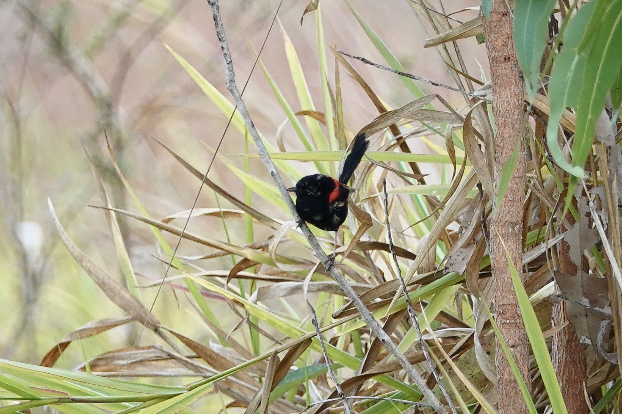 Red-backed Fairywren