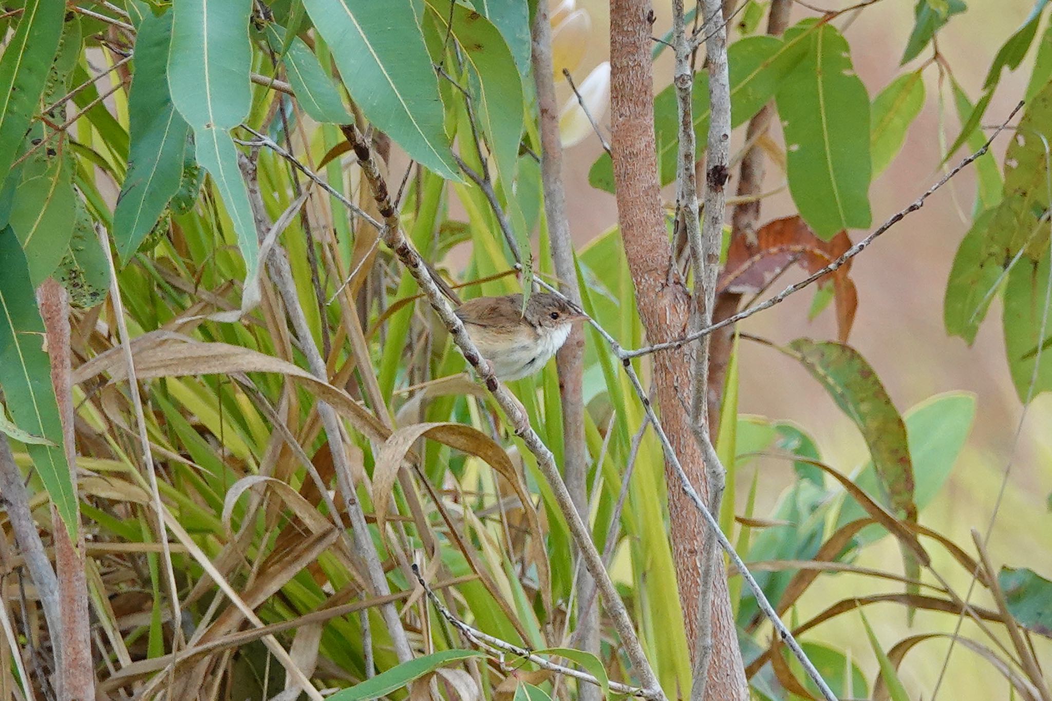 Red-backed Fairywren