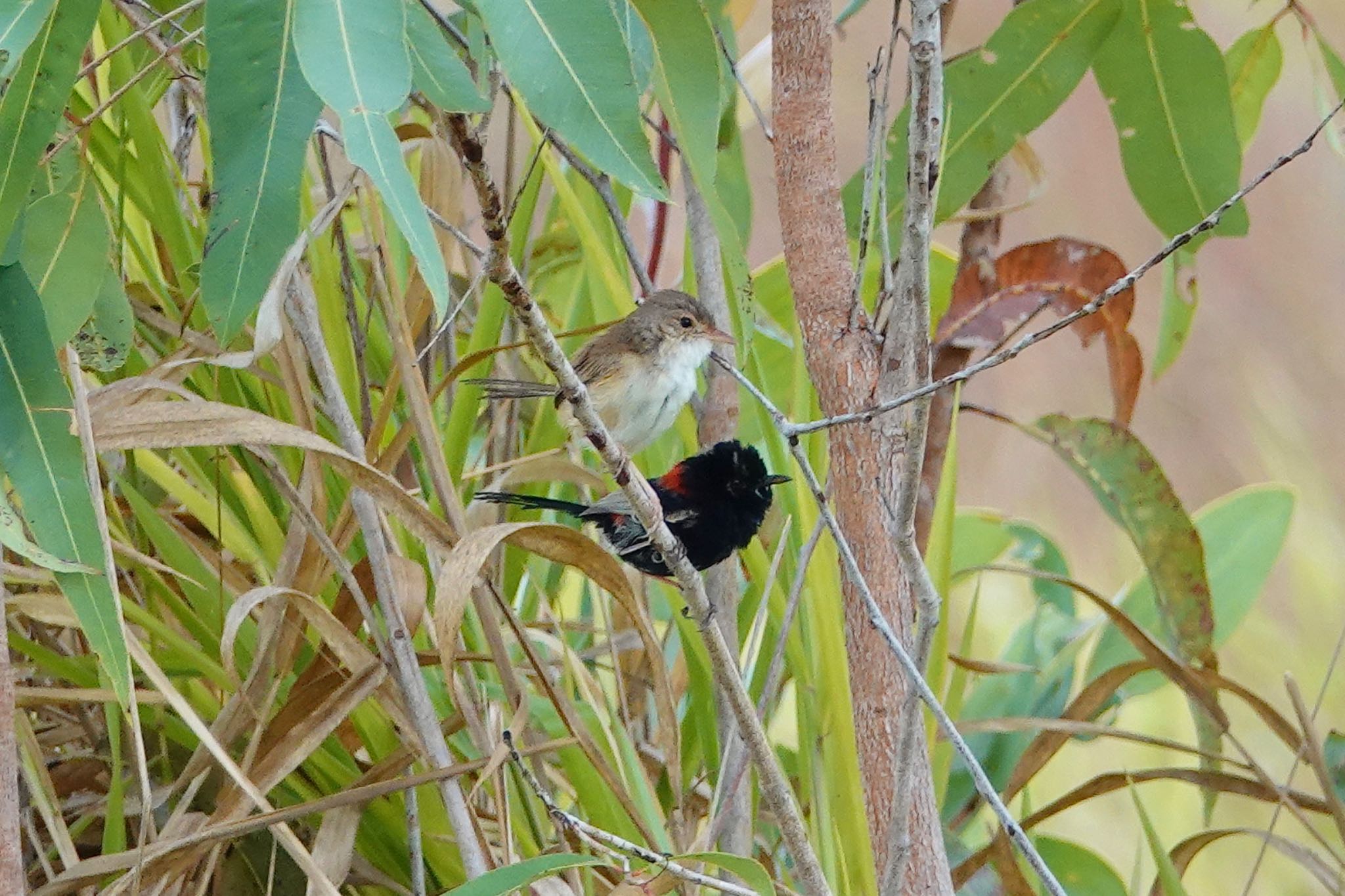 Red-backed Fairywren