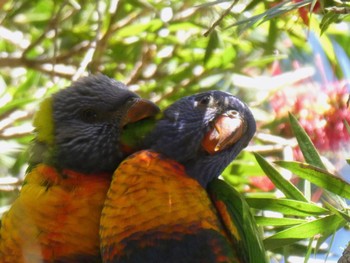 ゴシキセイガイインコ H V Evatt Memorial Park, Lugarno, NSW, Australia 2022年10月29日(土)