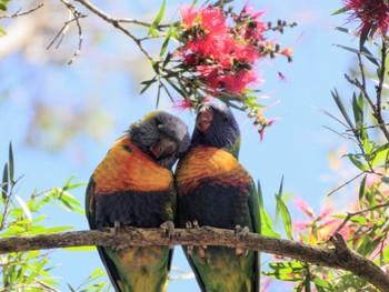 ゴシキセイガイインコ H V Evatt Memorial Park, Lugarno, NSW, Australia 2022年10月29日(土)