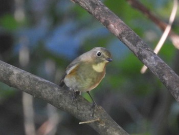 2022年10月30日(日) 大阪鶴見緑地の野鳥観察記録