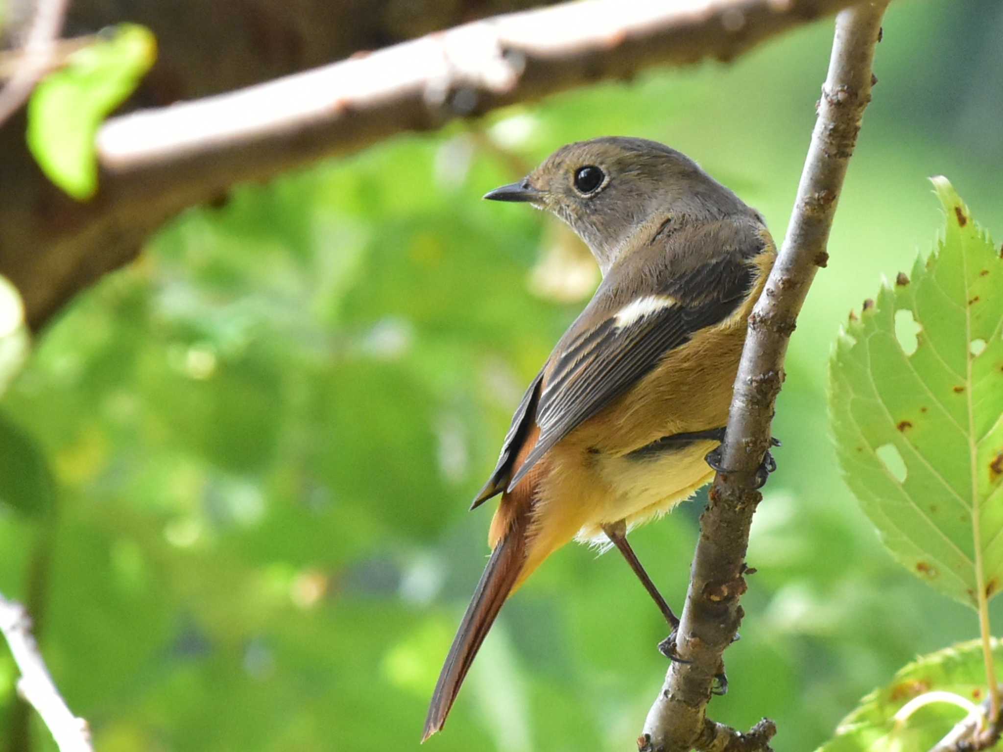 Daurian Redstart