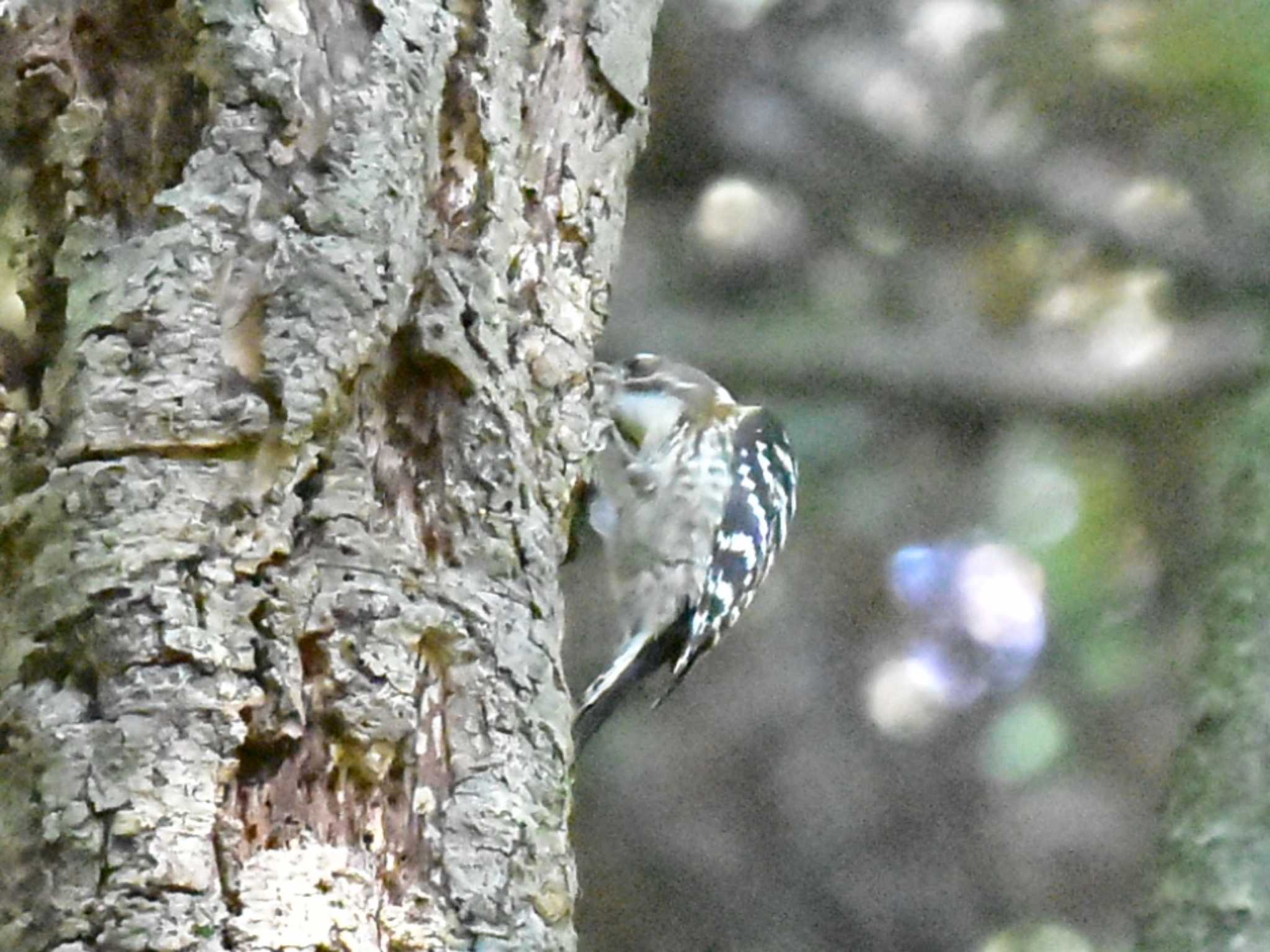 Japanese Pygmy Woodpecker