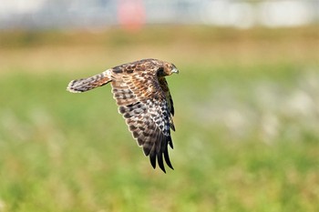 チュウヒ 甘田干拓地 2022年10月29日(土)