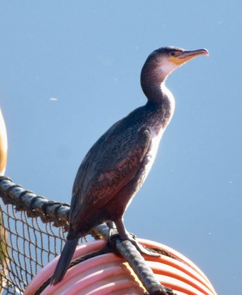 ウミウ 石狩 茨戸川 2022年10月31日(月)