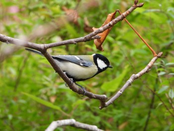 2022年10月30日(日) 都市緑化植物園(大阪府豊中市寺内)の野鳥観察記録