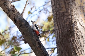 Mon, 10/31/2022 Birding report at 札幌モエレ沼公園