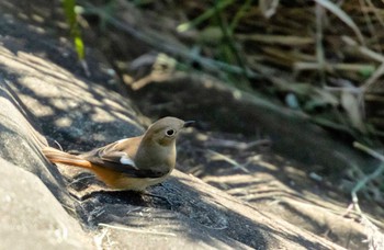 Daurian Redstart 恩田川 Mon, 10/31/2022