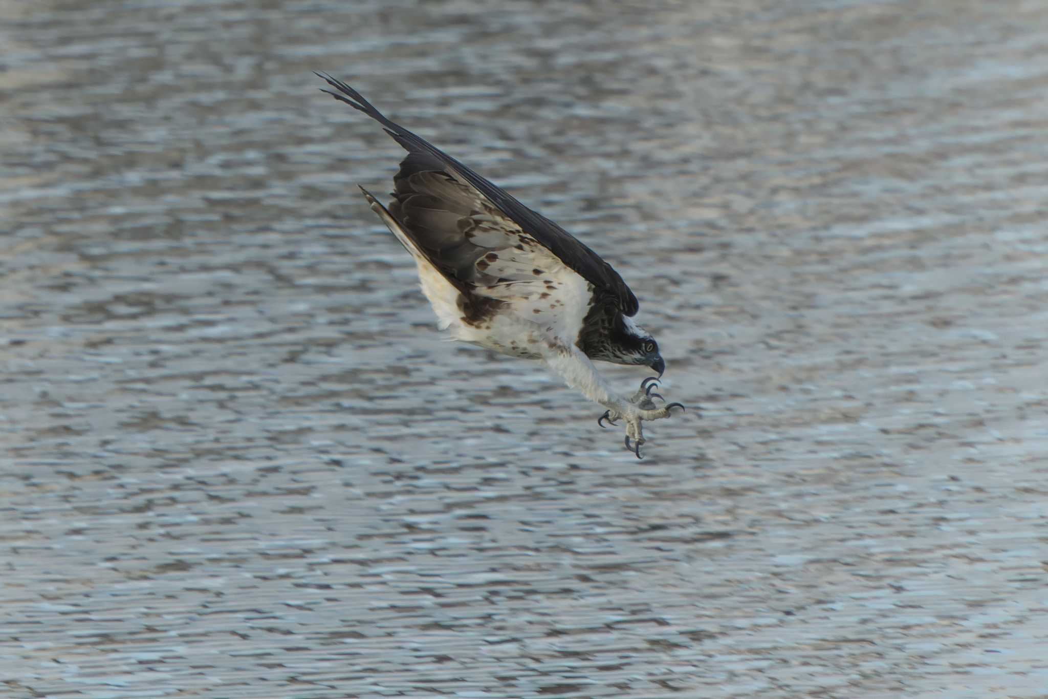 Photo of Osprey at 神戸市西区 by 禽好き