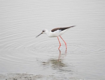 Black-winged Stilt Isanuma Mon, 10/24/2022