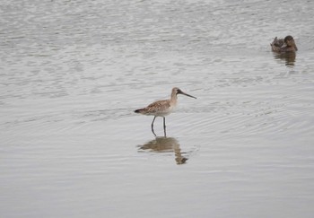 Black-tailed Godwit Isanuma Mon, 10/24/2022