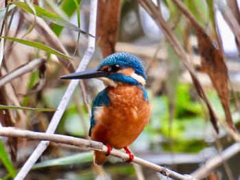 Common Kingfisher 波志江沼環境ふれあい公園 Tue, 10/25/2022