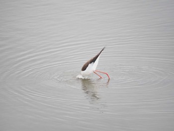 Black-winged Stilt Isanuma Mon, 10/24/2022