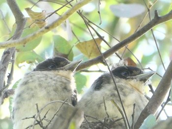 Grey Butcherbird Deepwater Park, Milperra, NSW, Australia Sat, 10/29/2022