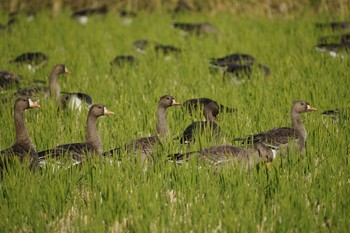 Greater White-fronted Goose 斐伊川河口 Mon, 10/31/2022