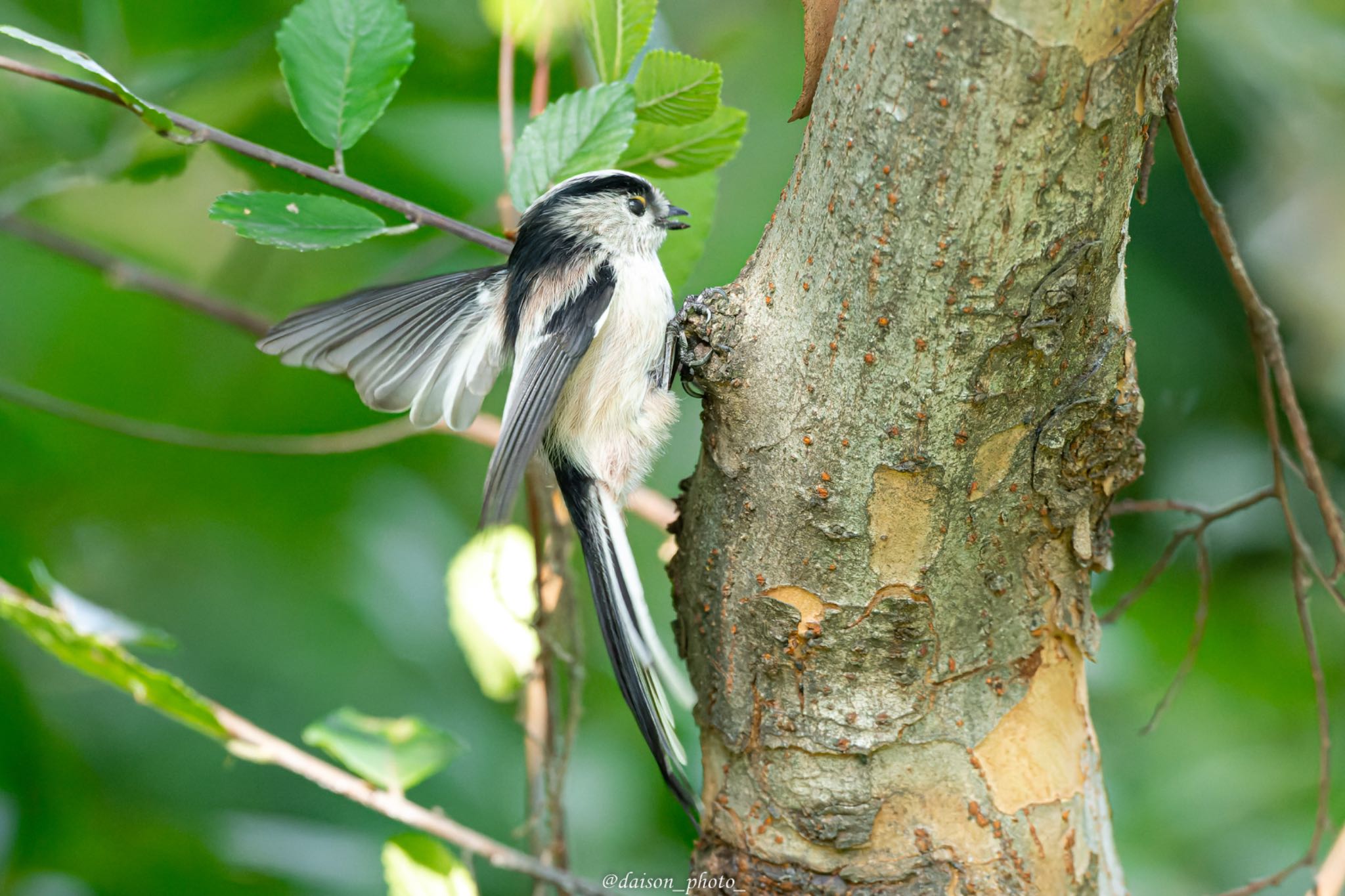 東京港野鳥公園 エナガの写真 by Daison