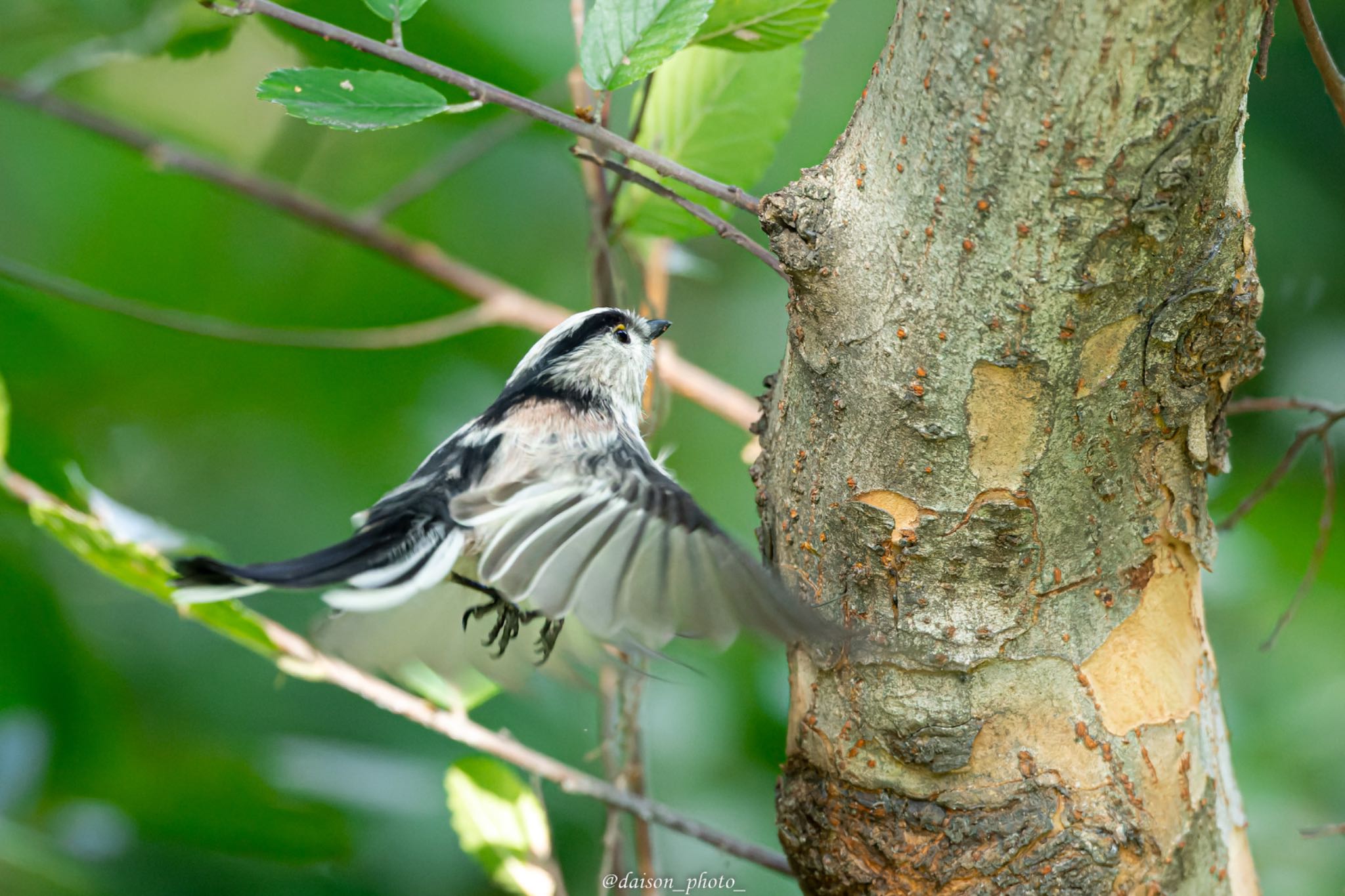 東京港野鳥公園 エナガの写真 by Daison