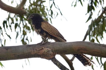 Pheasant Coucal QLD,Australia Tue, 10/4/2022