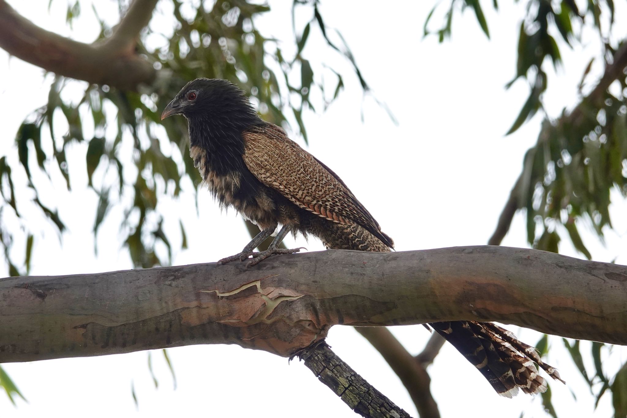 Pheasant Coucal