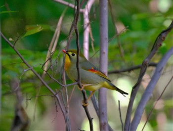 Red-billed Leiothrix 東京都立桜ヶ丘公園(聖蹟桜ヶ丘) Sat, 10/29/2022