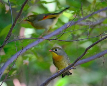 Red-billed Leiothrix 東京都立桜ヶ丘公園(聖蹟桜ヶ丘) Sat, 10/29/2022